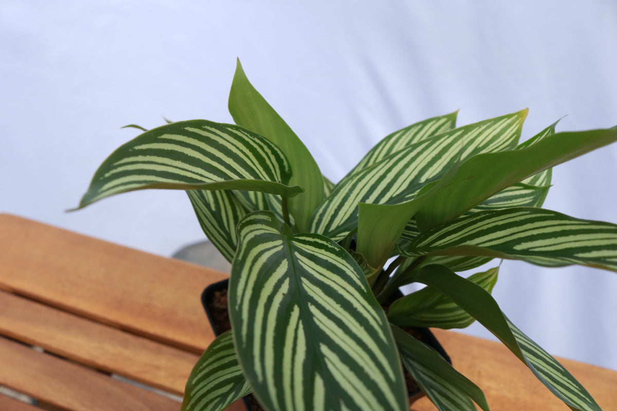 house plants calathea Calathea Vittata "Prayer plant" – Barsch Tropicals
