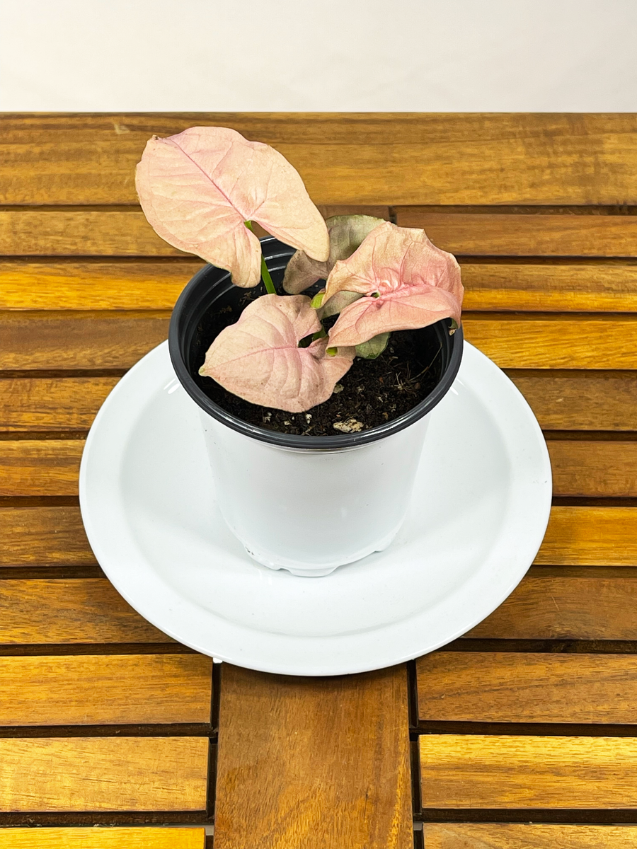 Syngonium podophyllum - Neon Pink 'Arrowhead Plant'  Barsch Tropicals