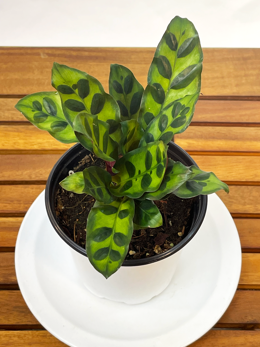 rattel snake plant Calathea lancifolia