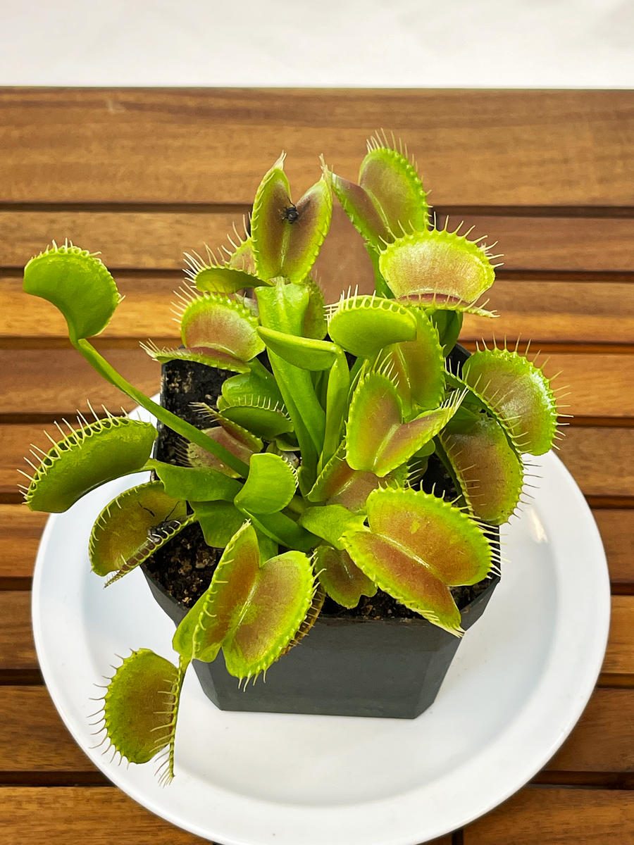 Venus Fly Trap (Dionaea muscipula) ~ Buy a Venus Fly Trap at Logee's!