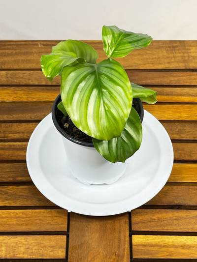 Calathea orbifolia — Low Light collection