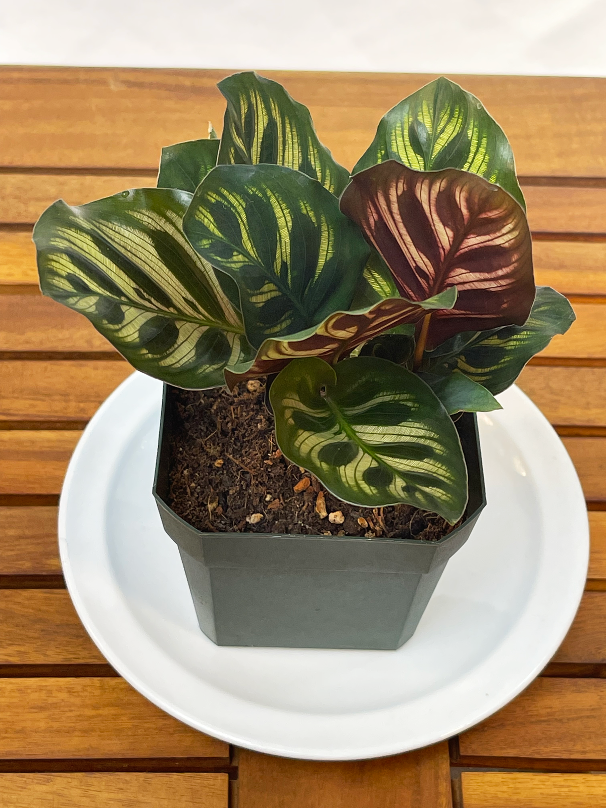 Calathea makoyana - 'Peacock Plant' — House Plants collection