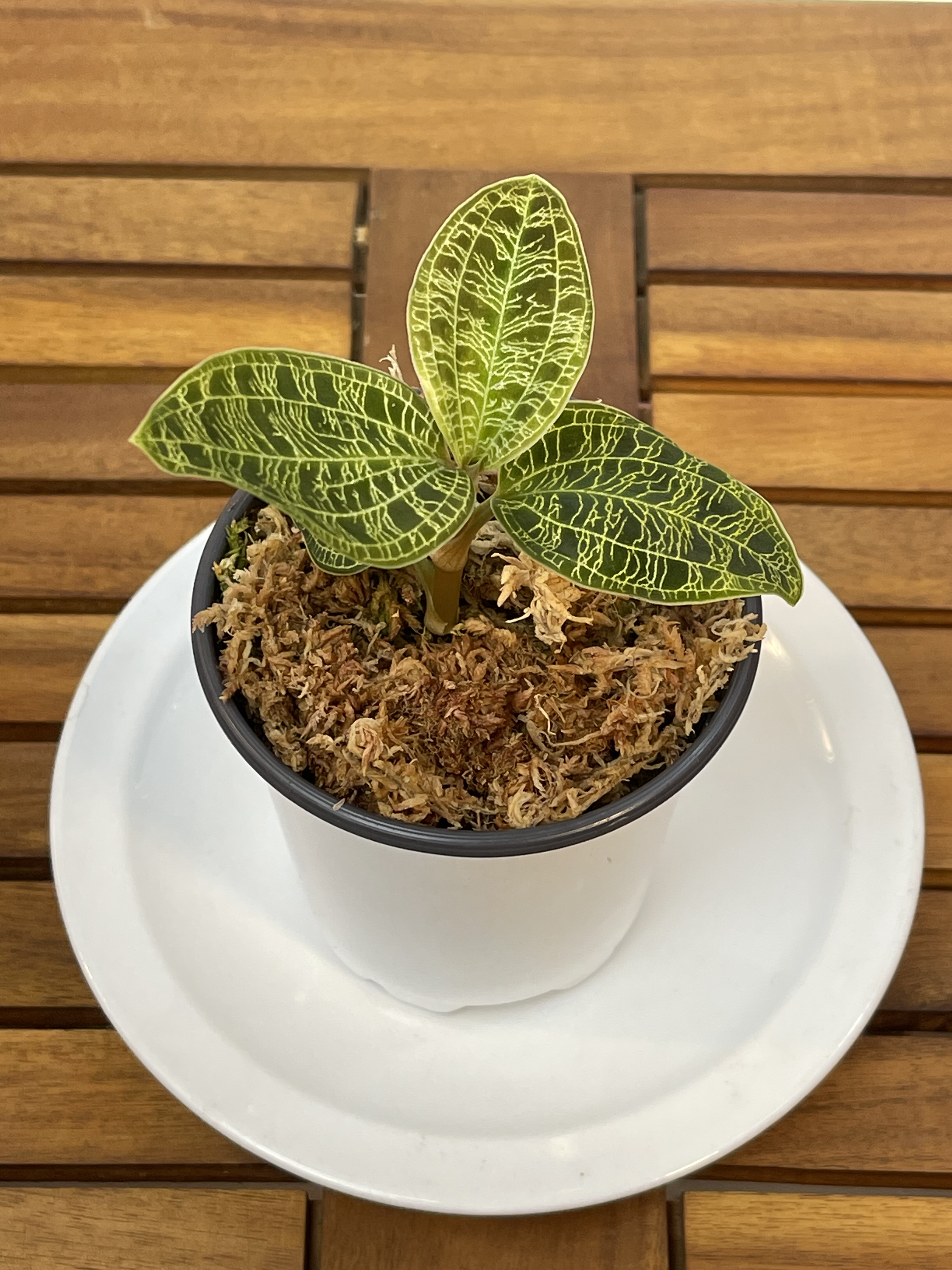 Macodes petola - Lightning Jewel Orchid — Orchids collection