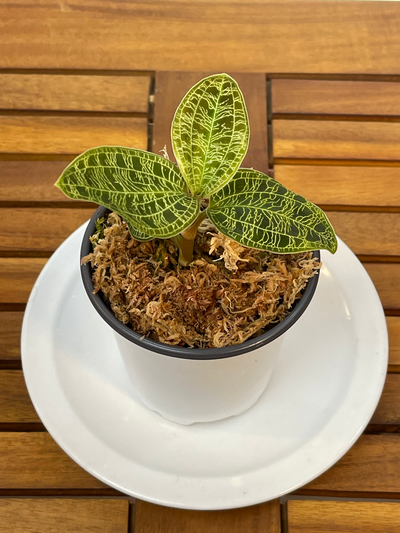 Macodes petola - Lightning Jewel Orchid — All Plants collection