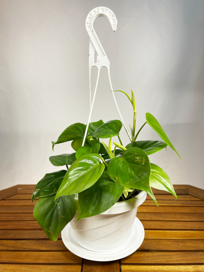 Philodendron hederaceum - 'Heartleaf' — Beginner collection