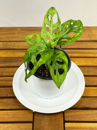 Monstera adansonii - 'Swiss Cheese Plant' — Popular Plants collection