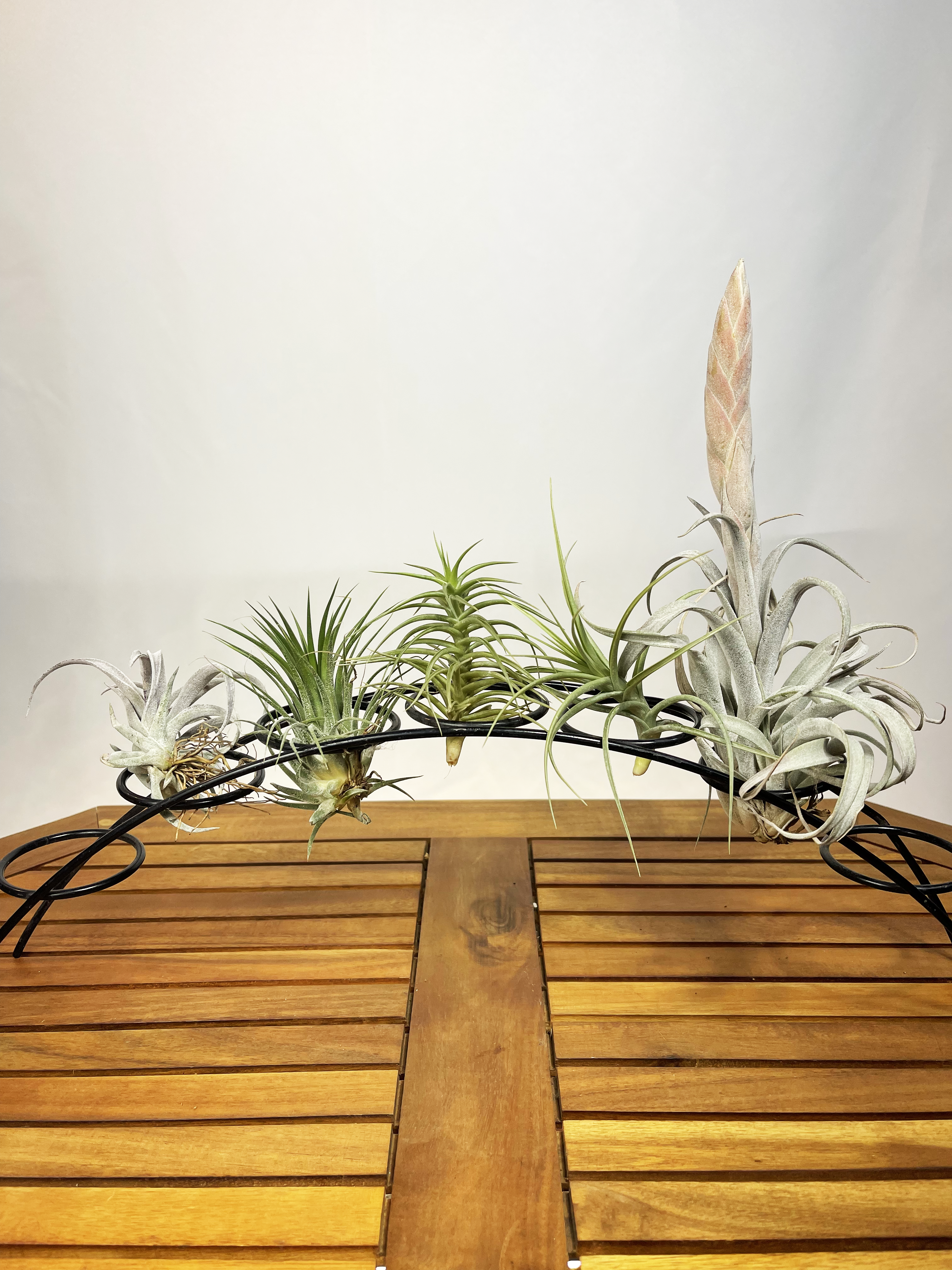 Tillandsia (Mix) — Air Plants collection