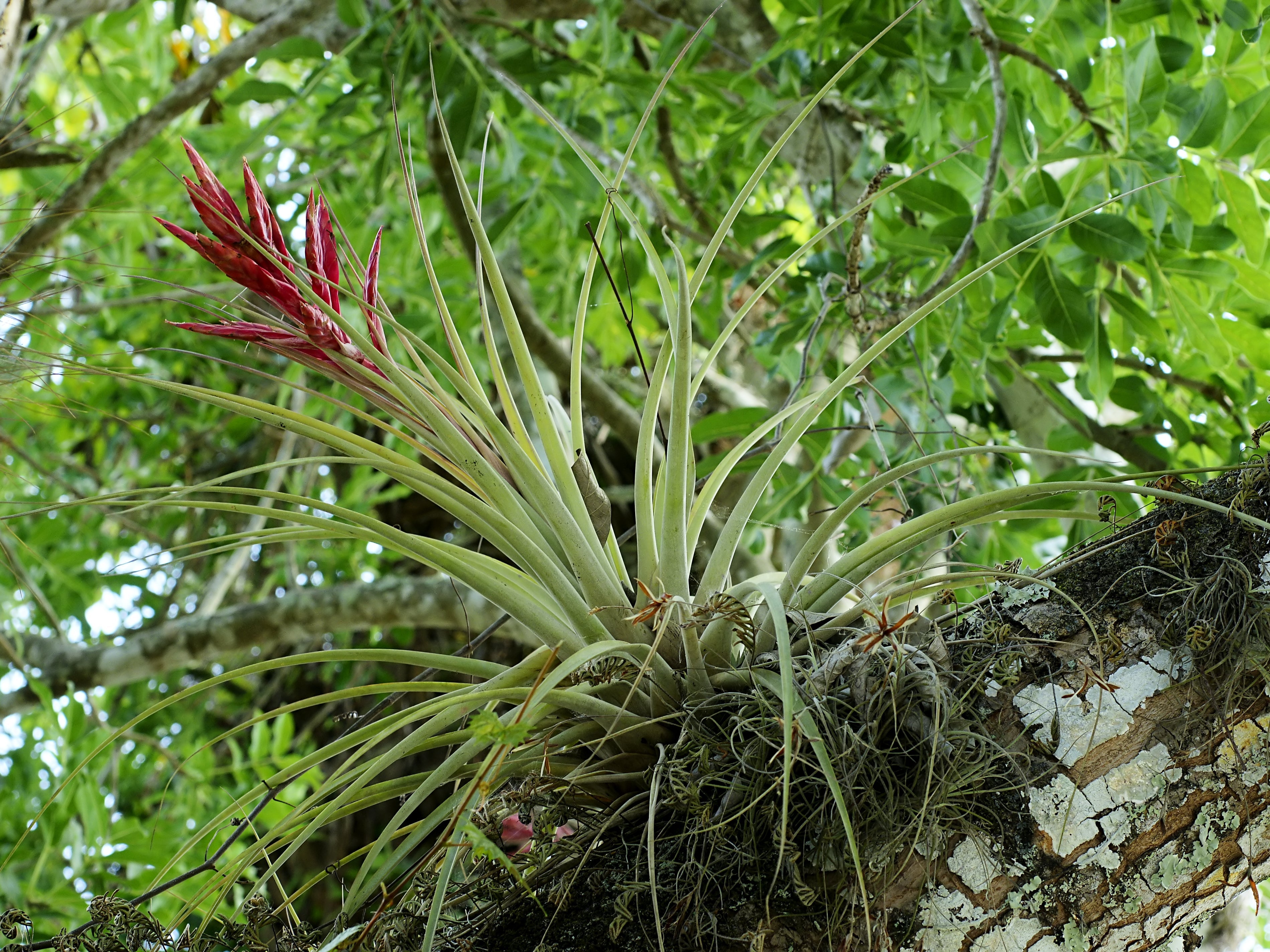Placeholder collection image: Tillandsia air plant, Wikimedia Commons