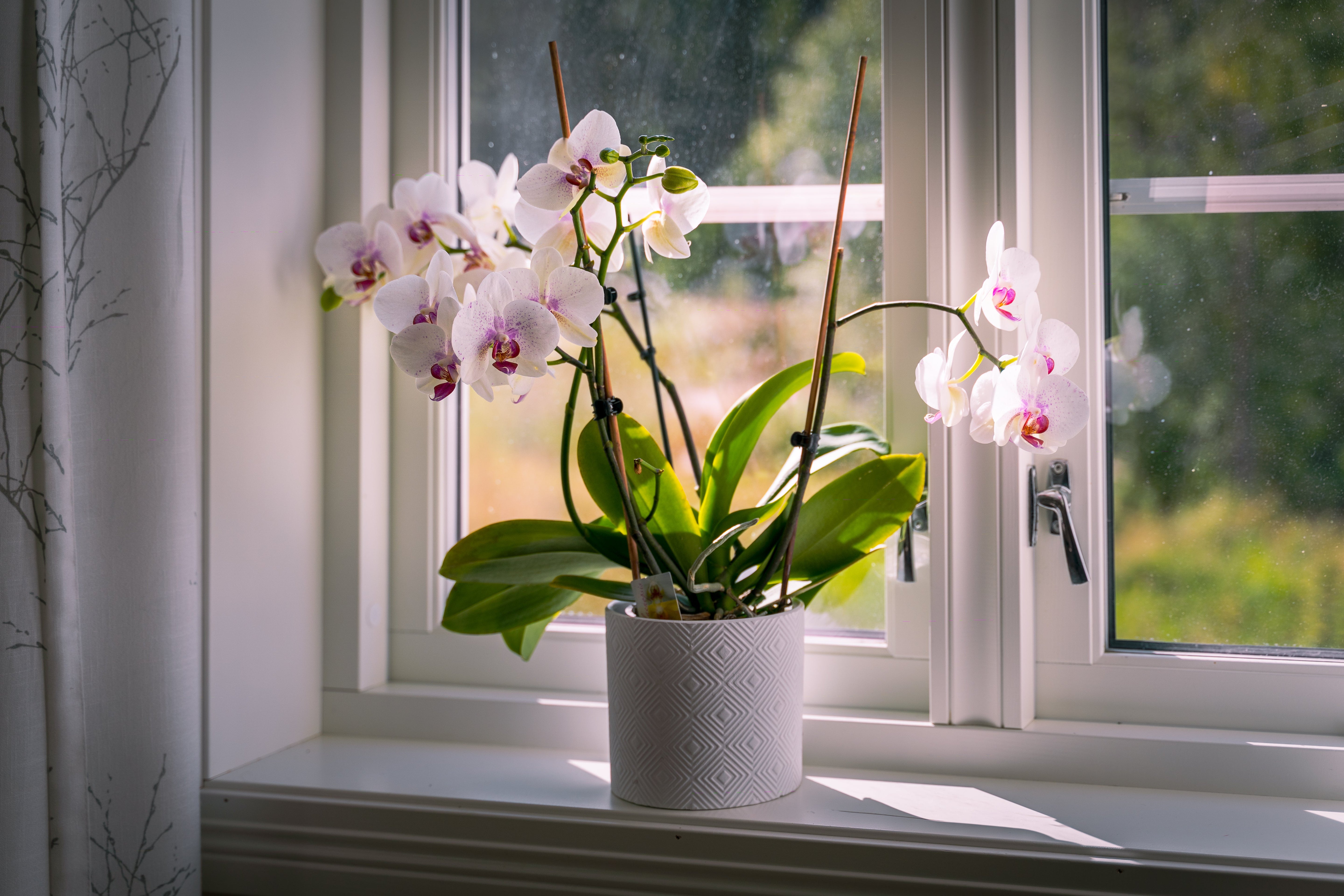 Placeholder collection image: potted orchid houseplant on windowsill, Wikimedia Commons