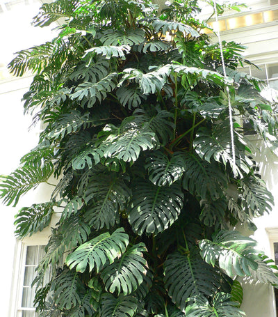 Placeholder collection image: Monstera deliciosa foliage, Wikimedia Commons