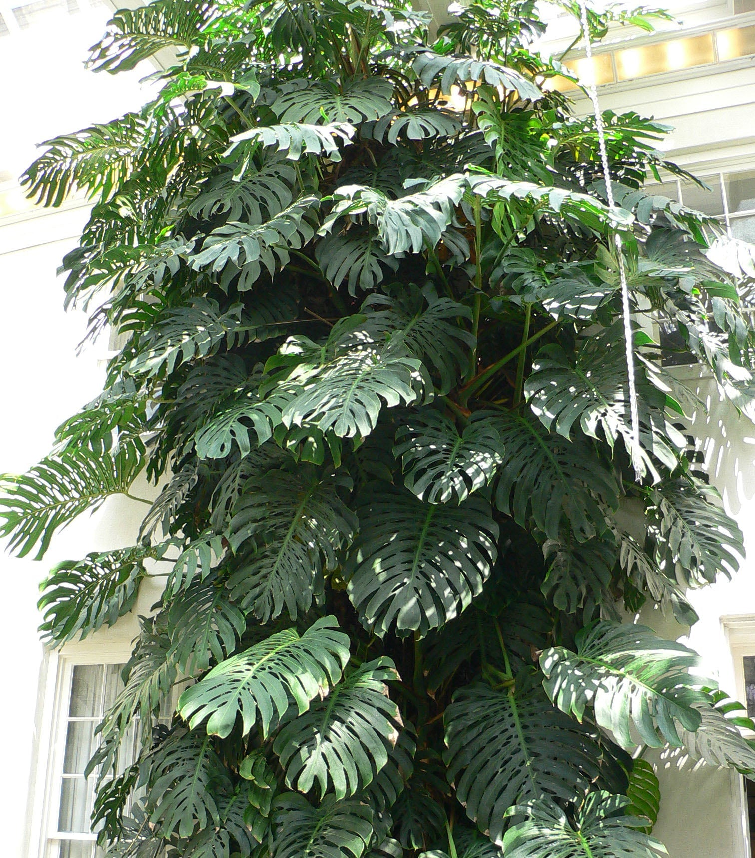 Placeholder collection image: Monstera deliciosa foliage, Wikimedia Commons
