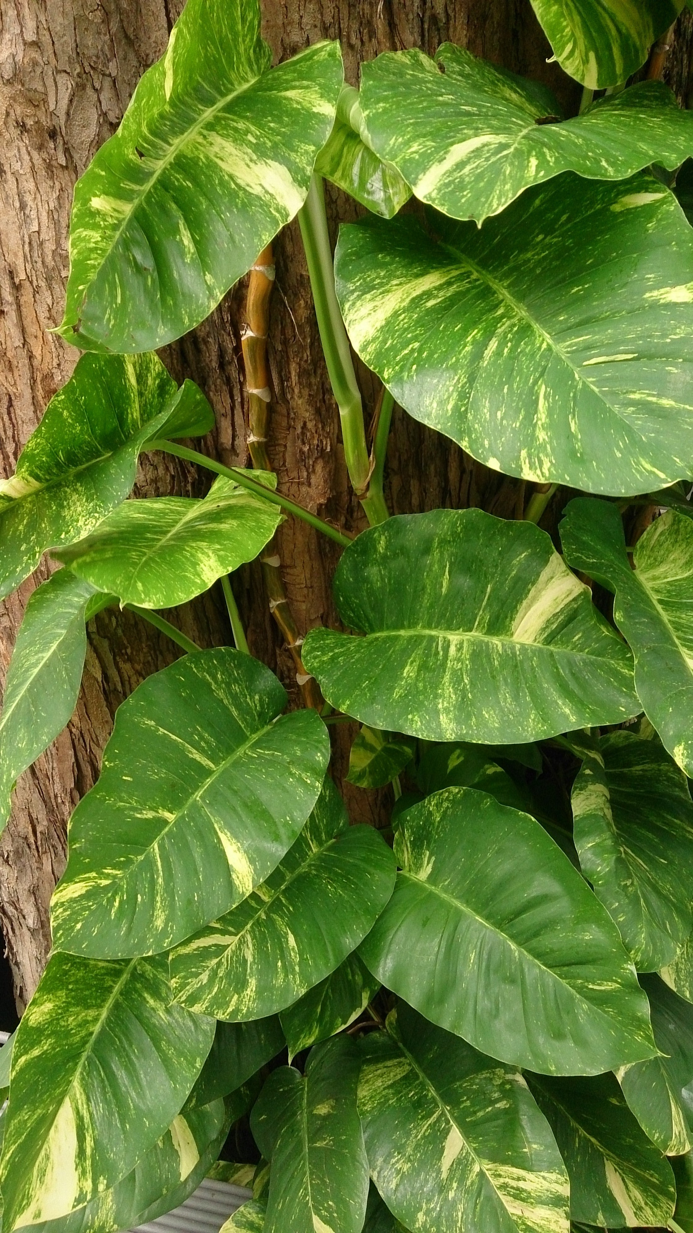 Placeholder collection image: Epipremnum aureum pothos foliage, Wikimedia Commons