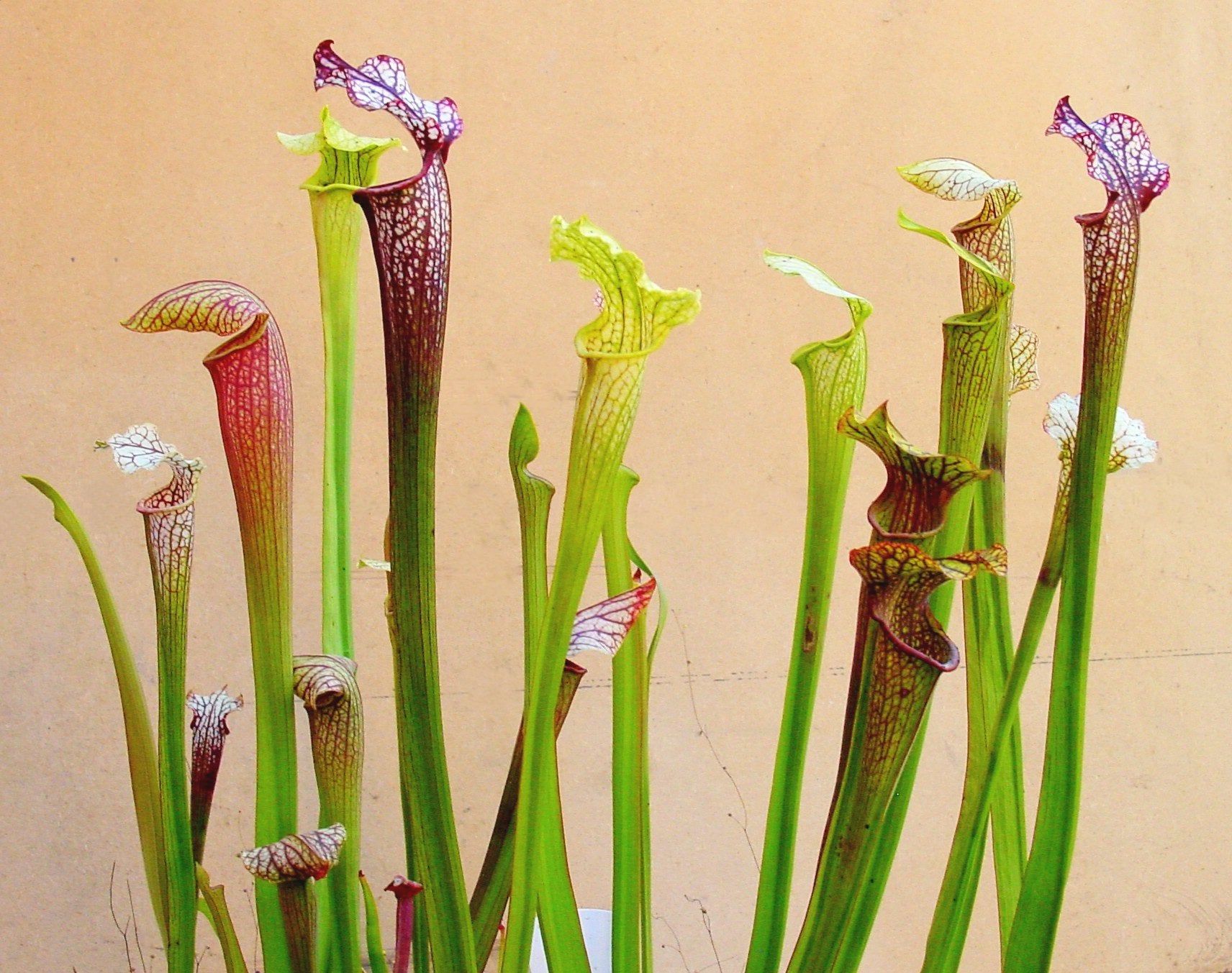Placeholder collection image: Sarracenia pitcher plants, Wikimedia Commons