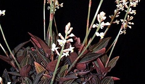 Placeholder collection image: Ludisia jewel orchid foliage and flowers, Wikimedia Commons
