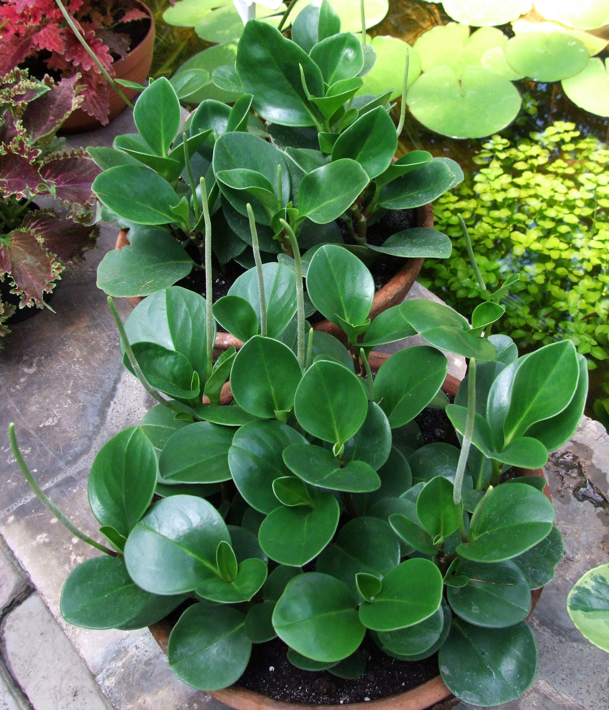 Placeholder collection image: Peperomia obtusifolia, Wikimedia Commons