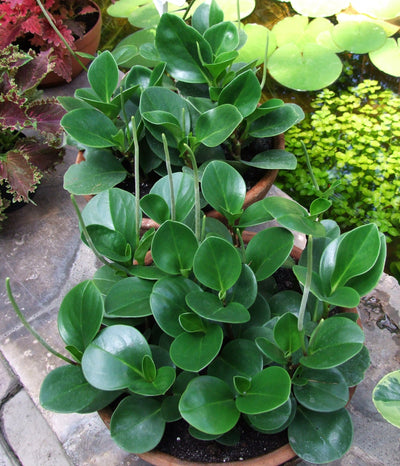 Placeholder collection image: Peperomia obtusifolia, Wikimedia Commons