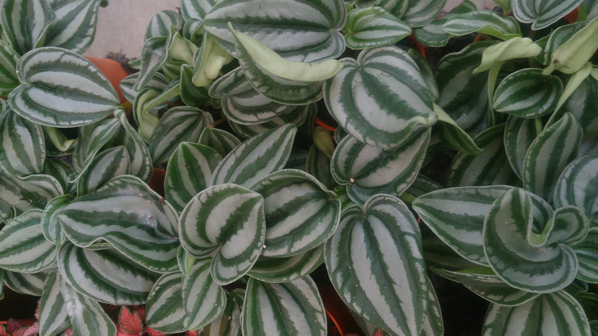 Watermelon Peperomia — Pet Safe collection