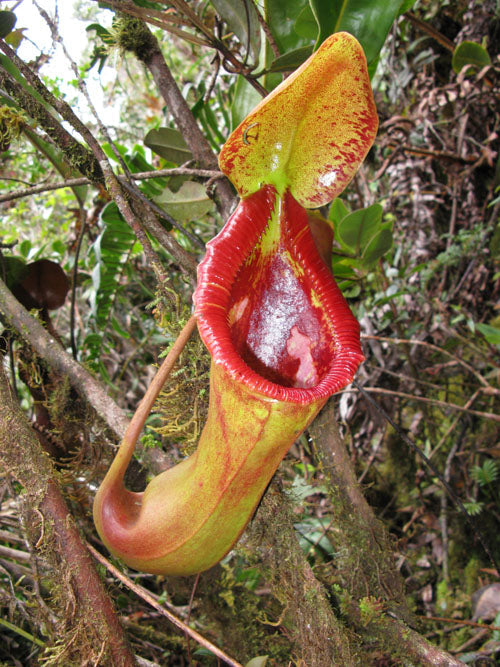 Placeholder collection image: Nepenthes pitcher plant, Wikimedia Commons public domain