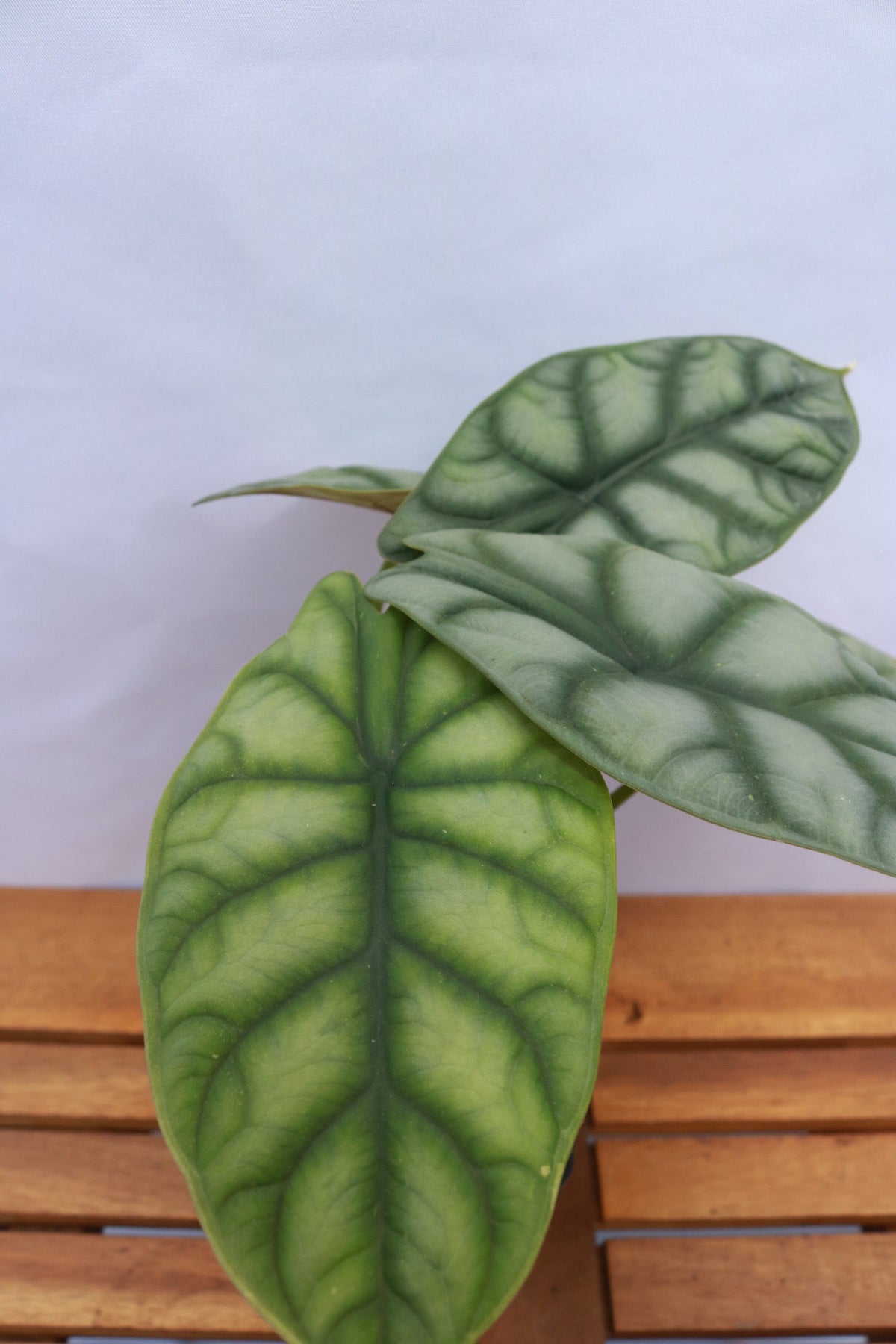 Alocasia baginda - 'Silver Dragon' — Rare Plants collection