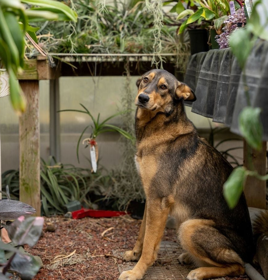 Dog sitting outdoors with plants and a fence in the background