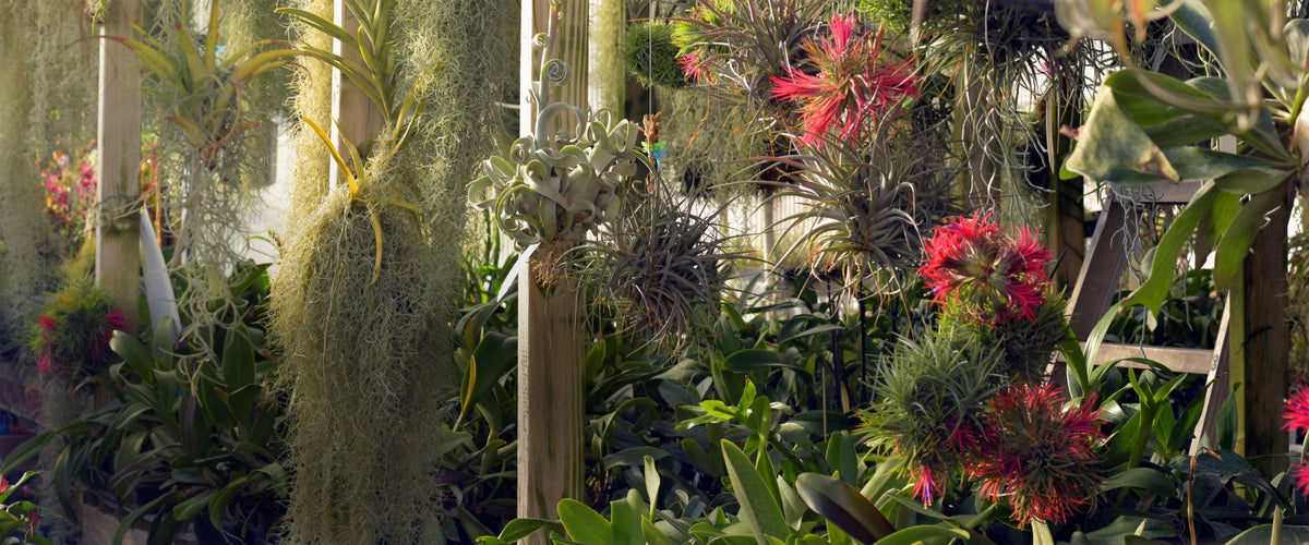 Barsch Tropicals photo