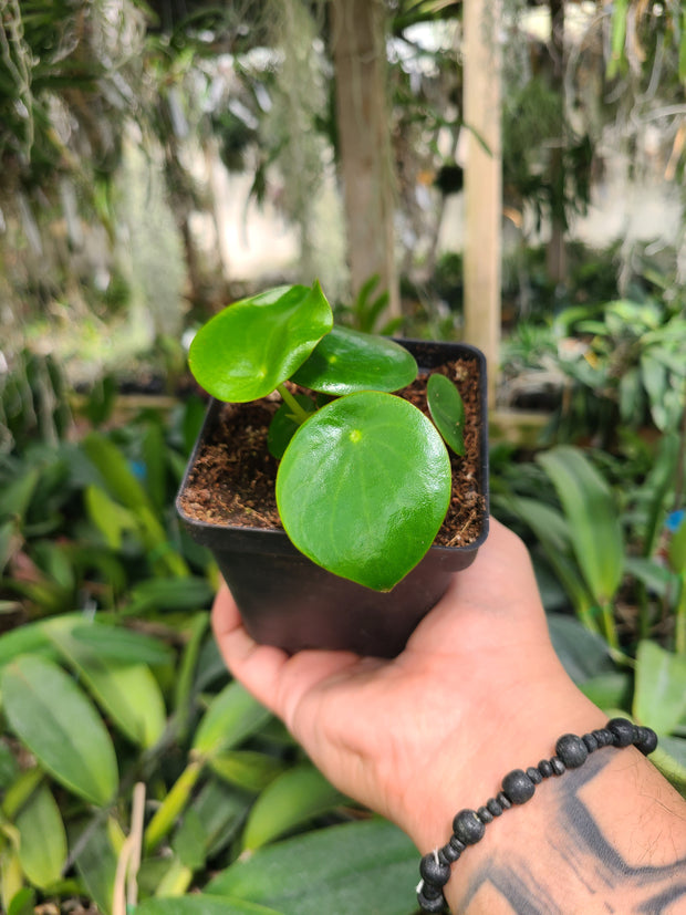 Peperomia polybotrya - &