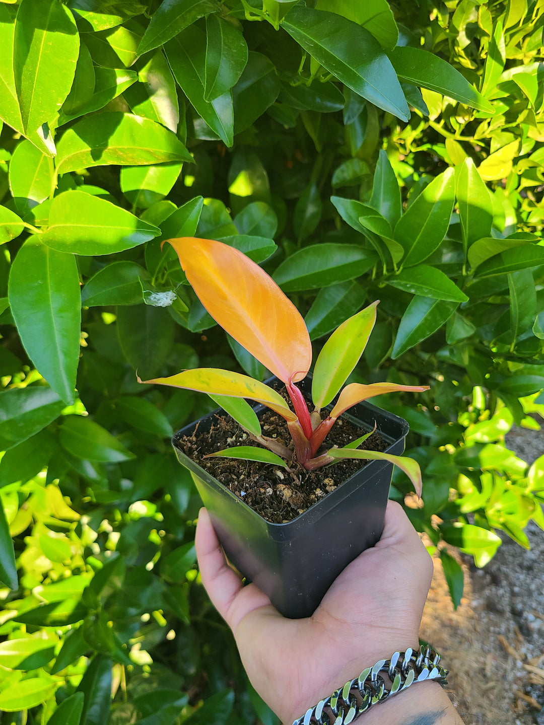 Prince of Orange  Barsch Tropicals