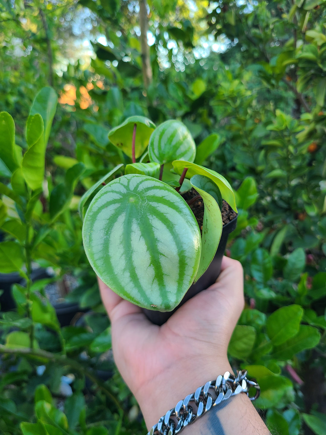 Watermelon Peperomia – Barsch Tropicals
