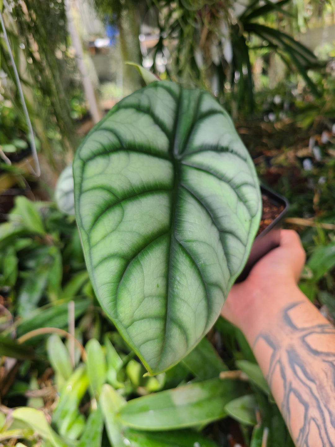 Alocasia - 'Silver Dragon'