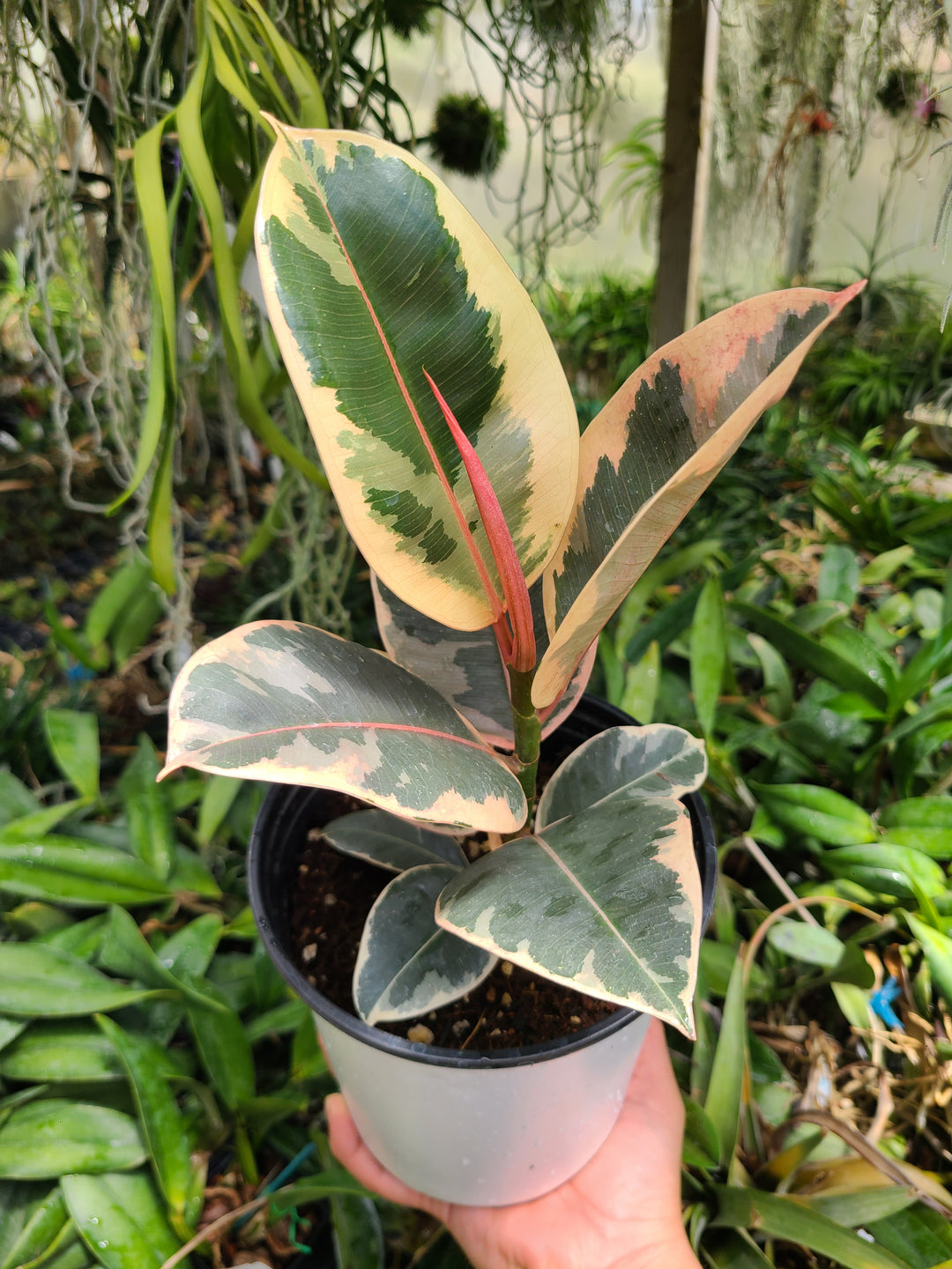 Ficus Elastica - 'Tineke'