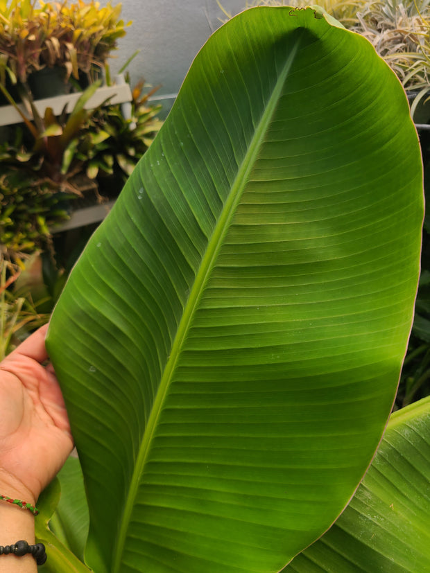 Musa "Dwarf Orinoco"