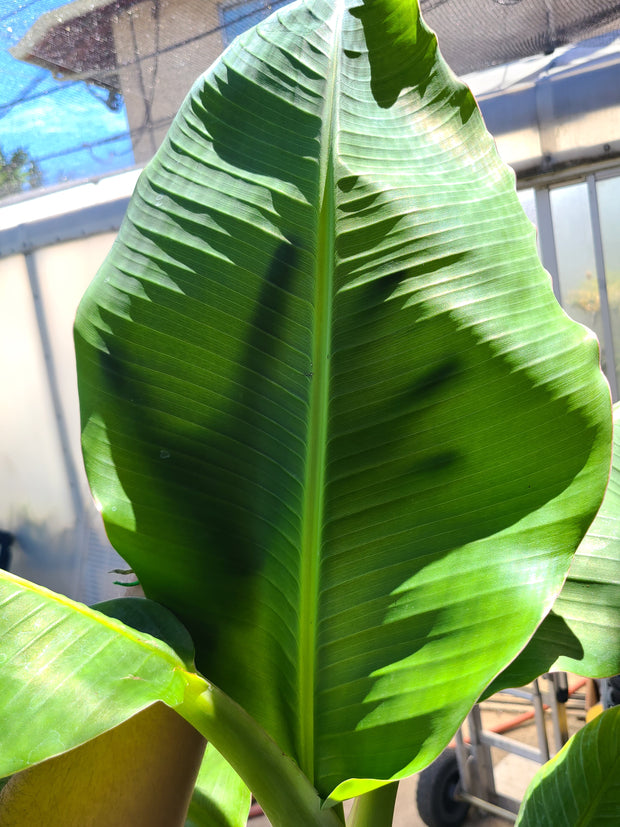 Musa "Dwarf Orinoco"