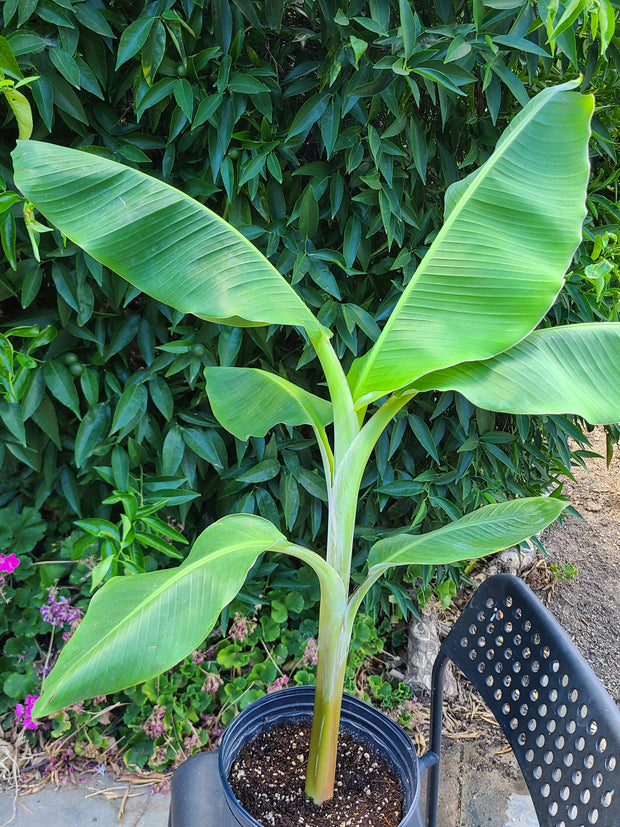 Musa "Dwarf Orinoco"