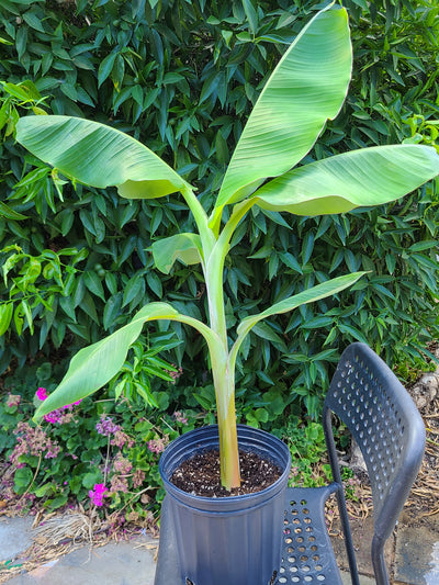 Musa "Dwarf Orinoco"