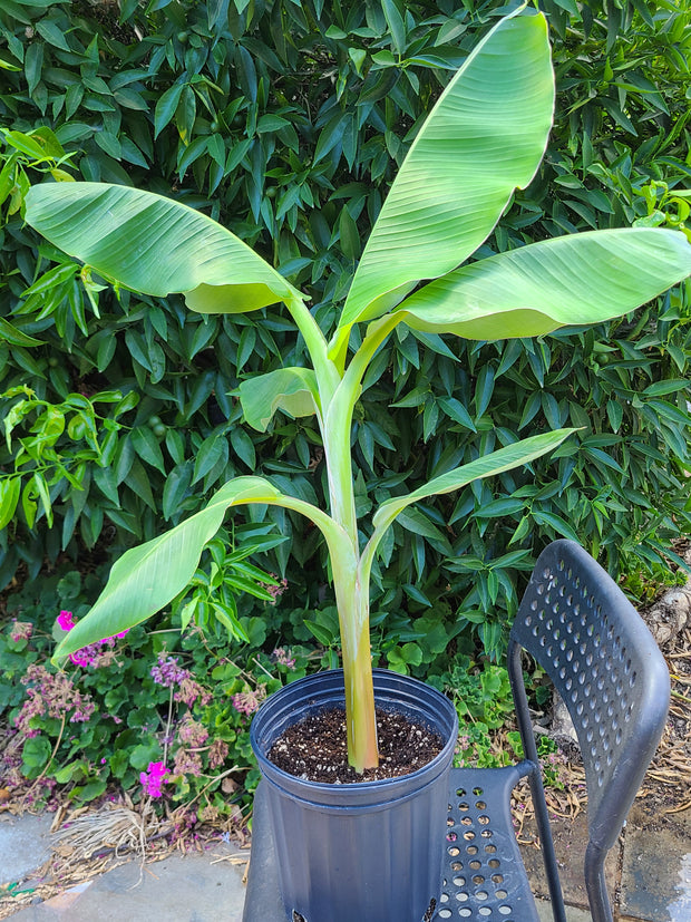 Musa "Dwarf Orinoco"
