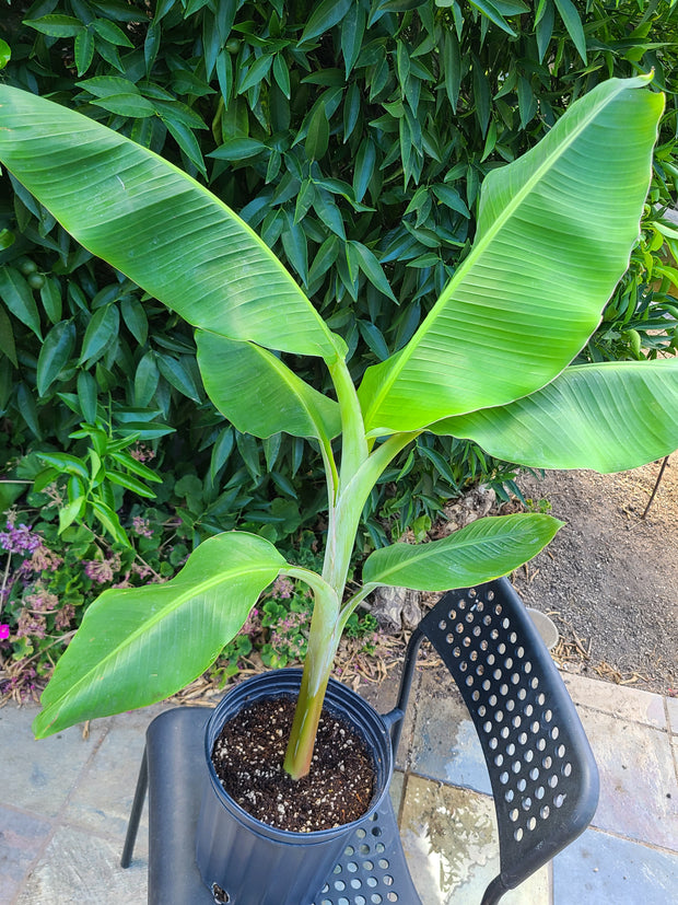 Musa "Dwarf Orinoco"