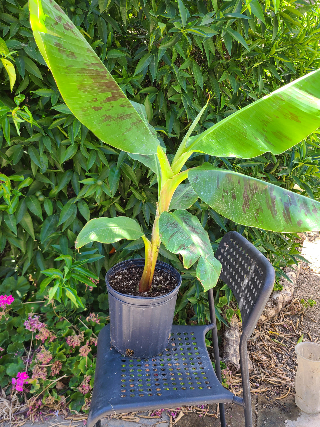 Musa "Double Mahoi"