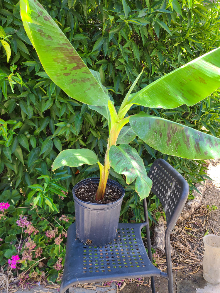 Banana tree Musa Double Mohai Available in Mai or June 2025
