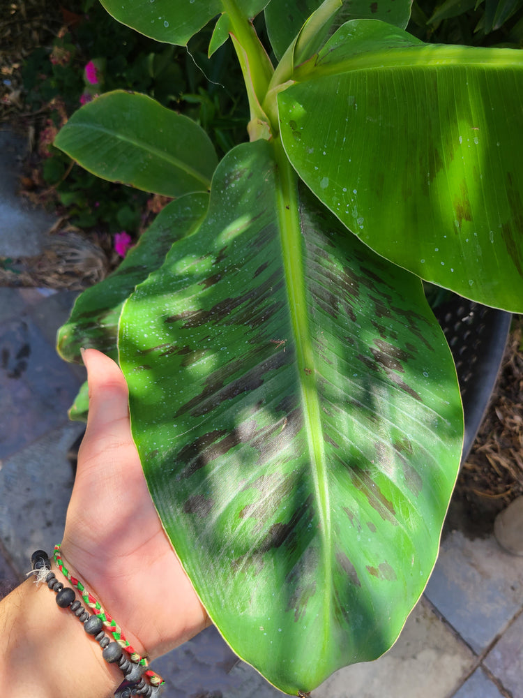 Musa Double Mahoi バナナ苗 Musa 