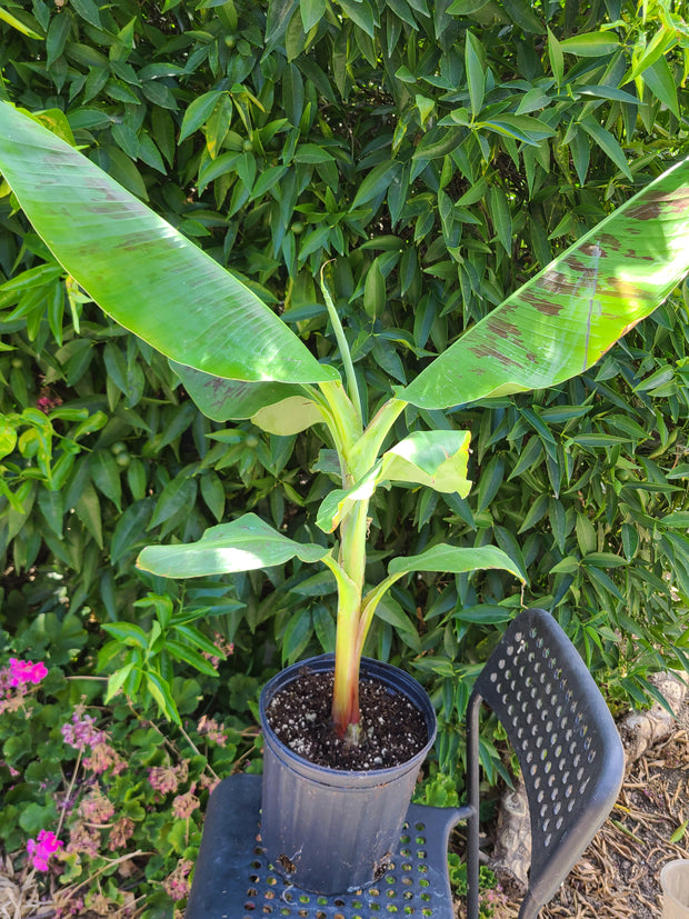 Musa "Double Mahoi"