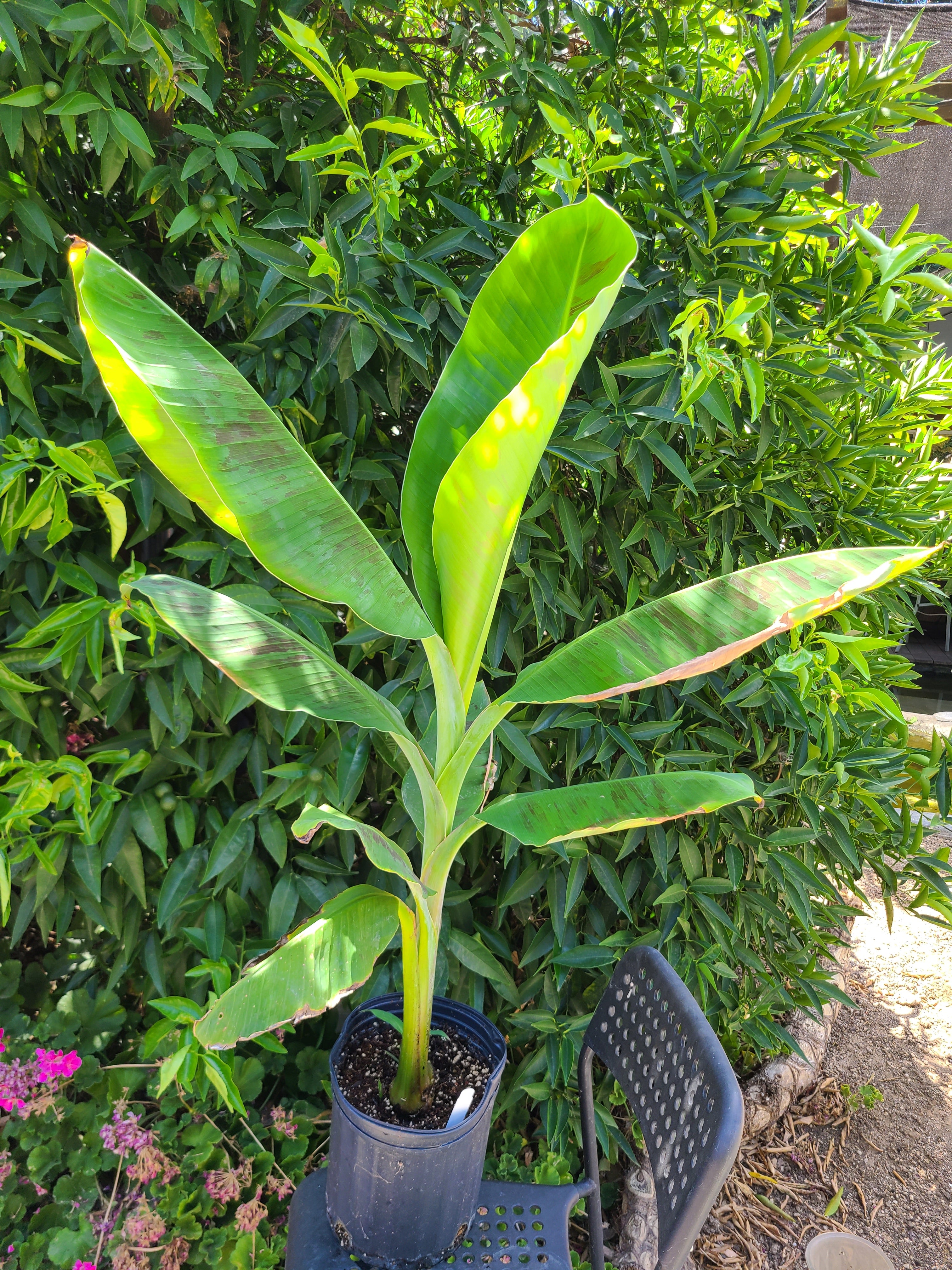 Musa Double Mahoi バナナ苗 Amazing Dwarf Double Mahoi Banana Fruit Tree | Sow Exotic