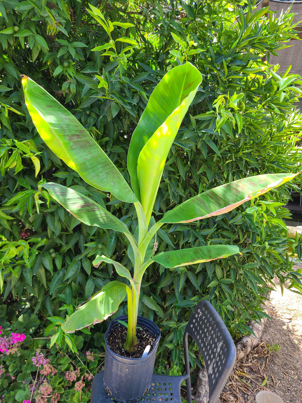 Musa "Double Mahoi"