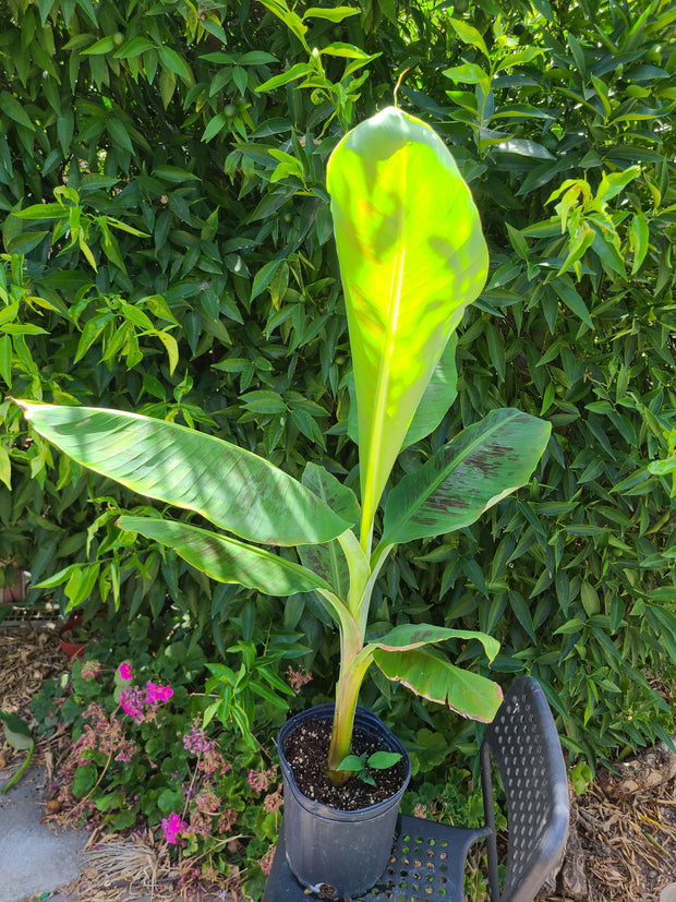 Musa "Gran Nain"