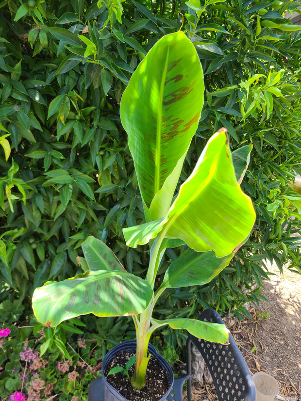 Musa "Gran Nain"
