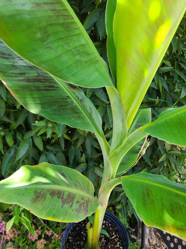 Musa "Gran Nain"