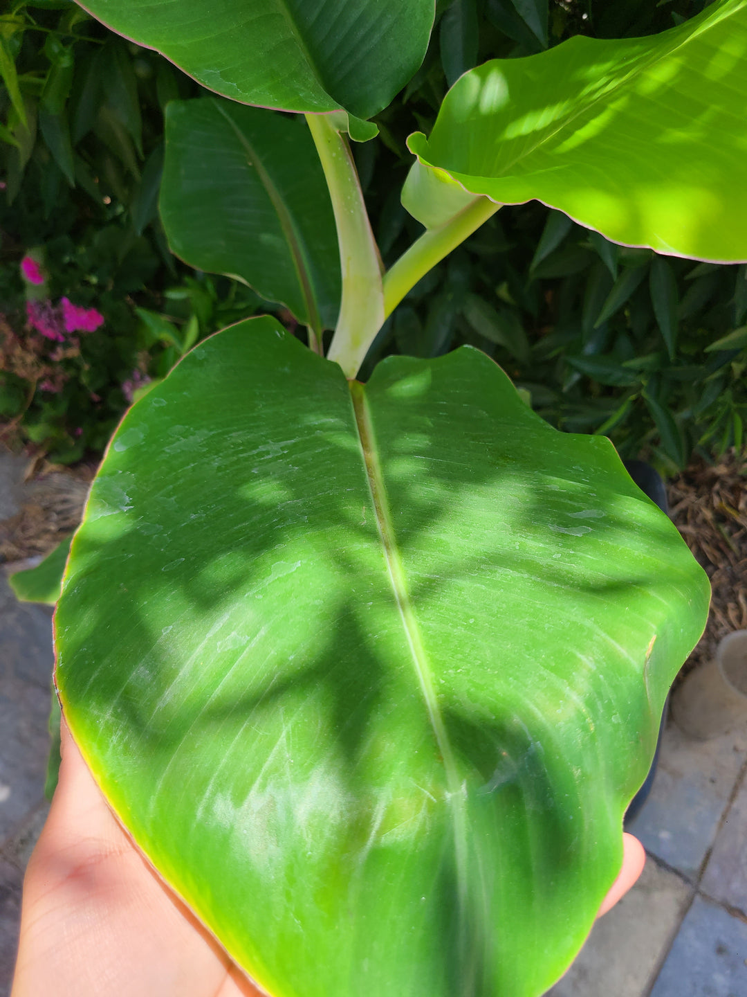 Musa 'Dwarf Namwa'