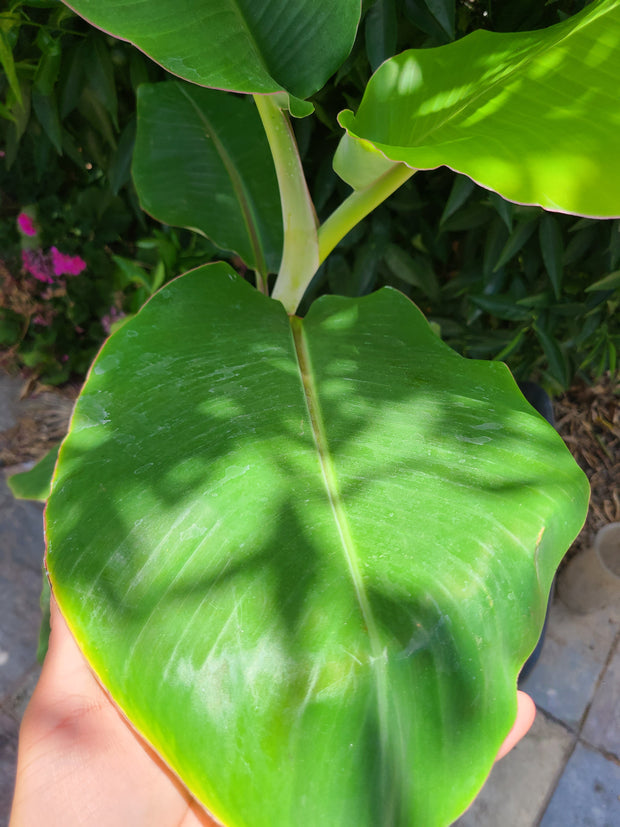 Musa &