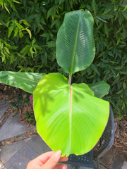 Musa 'Dwarf Namwa'