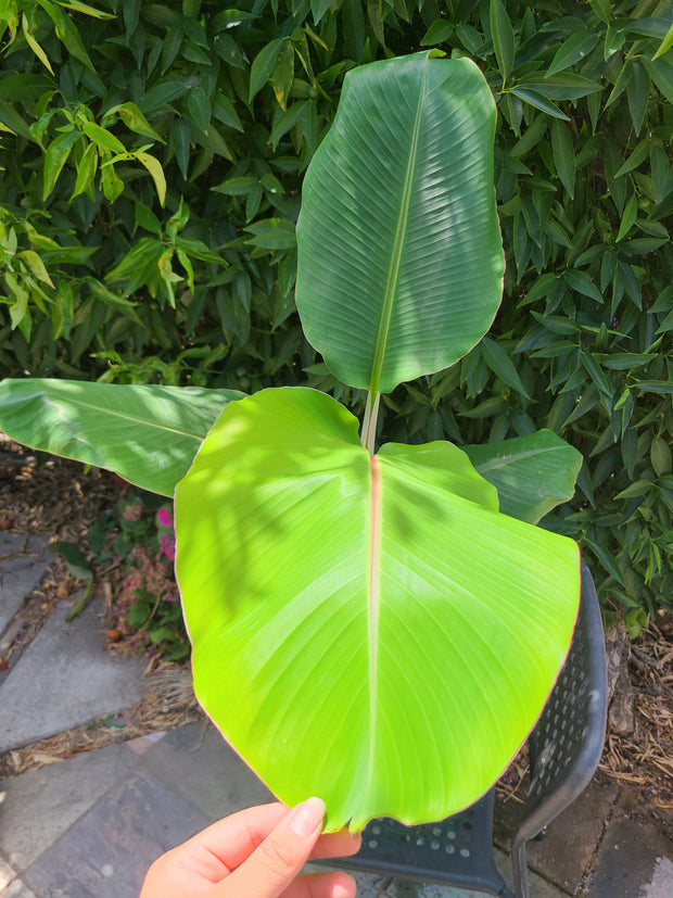 Musa &