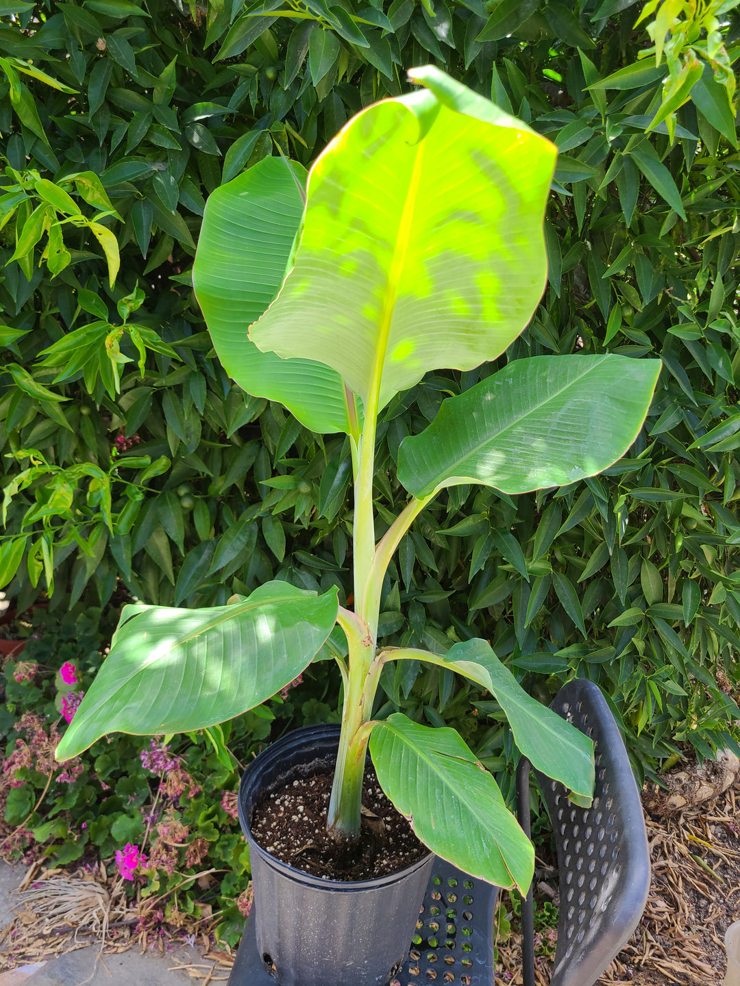 Musa 'Dwarf Namwa'